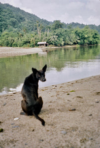 Black dog
