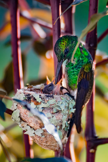 Hummingbird Mother with Babies